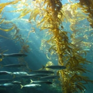 Pacific kelp (Macrocystis pyrifera) powder 25kg